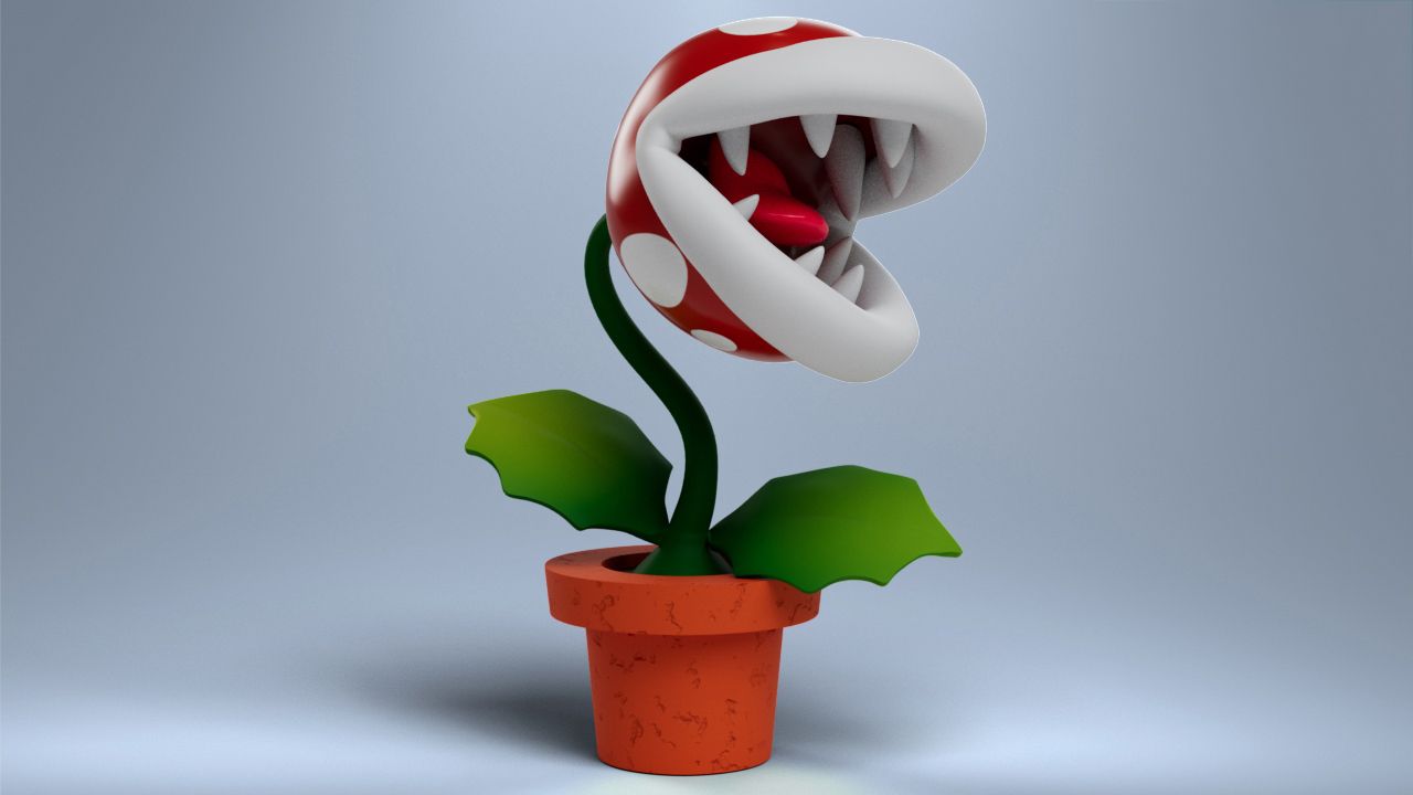 dischidia plant 5